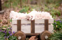 AKC-2ND PICK FEMALE, a female Labrador Retriever for sale in Knox City, MO – Photo 5 of 7