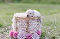 AKC-3RD PICK FEMALE, a female Labrador Retriever for sale in Knox City, MO – 5 of 8
