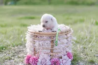 AKC-3RD PICK FEMALE, a female Labrador Retriever for sale in Knox City, MO – 4 of 8