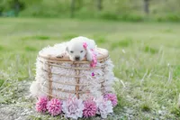 AKC-3RD PICK FEMALE, a female Labrador Retriever for sale in Knox City, MO – 6 of 8