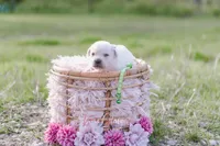 AKC-3RD PICK FEMALE, a female Labrador Retriever for sale in Knox City, MO – 3 of 8