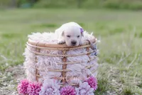 AKC-3RD PICK FEMALE, a female Labrador Retriever for sale in Knox City, MO – 2 of 8