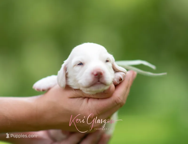 AKC Snowy PRA clear. Nondapple – Miniature Dachshund puppy for sale in Knox City, MO