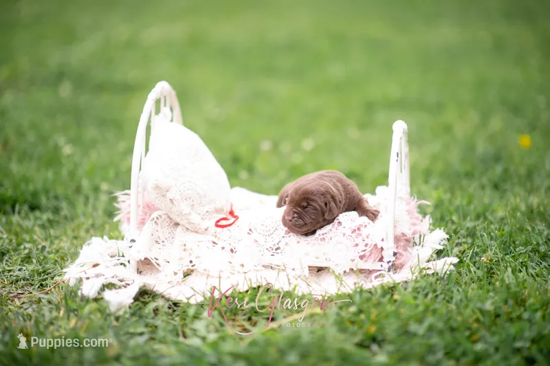 AKC Red – Labrador Retriever puppy for sale in Knox City, MO