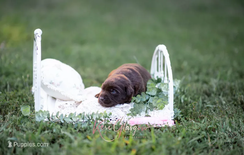 Akc pink  – Labrador Retriever puppy for sale in Knox City, MO
