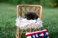AKC Teal , a male Labrador Retriever for sale in Knox City, MO – 3 of 6