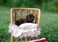 AKC Purple , a female Labrador Retriever for sale in Knox City, MO – 2 of 7