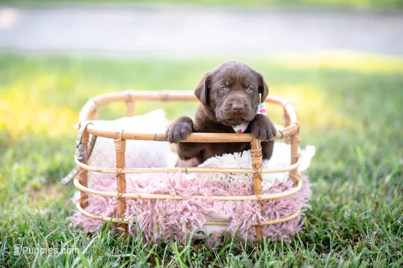 Akc gray  – Labrador Retriever puppy for sale in Knox City, MO