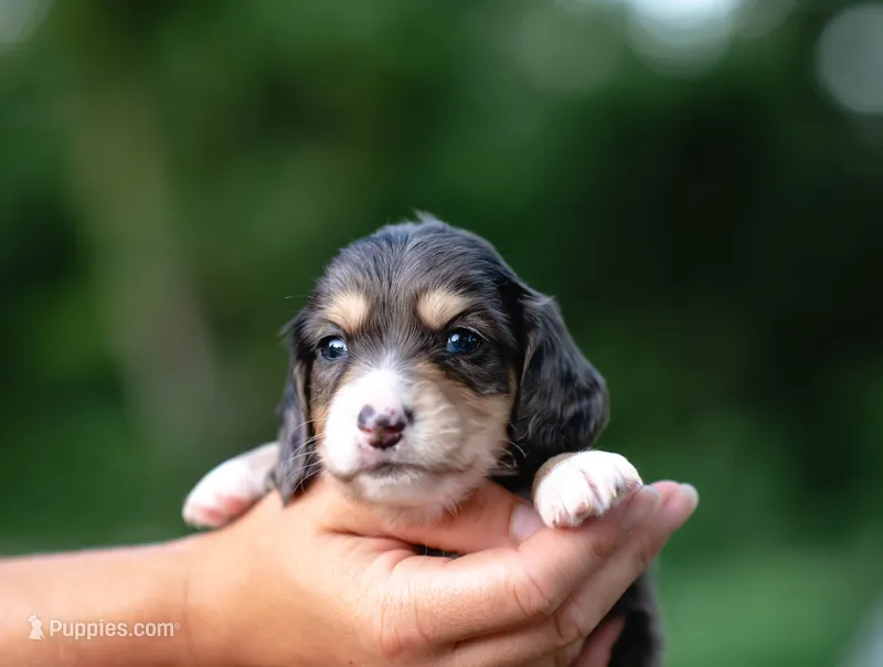 AKC Theo PRA Clear – Miniature Dachshund puppy for sale in Knox City, MO