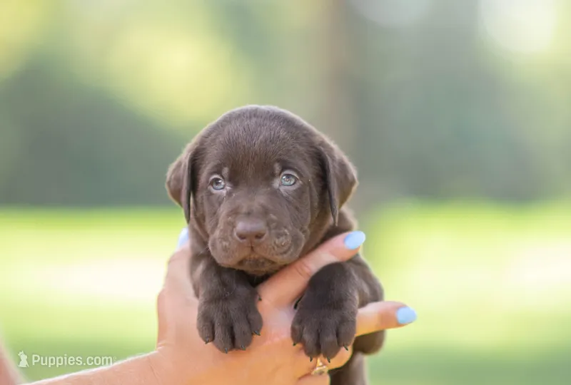 AKC black – Labrador Retriever puppy for sale in Knox City, MO