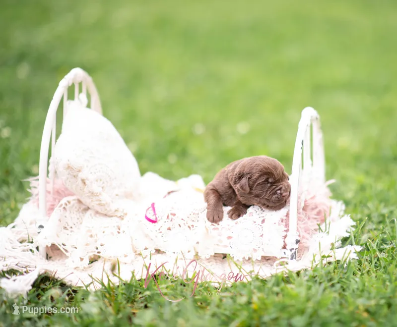 AKC maroon  – Labrador Retriever puppy for sale in Knox City, MO