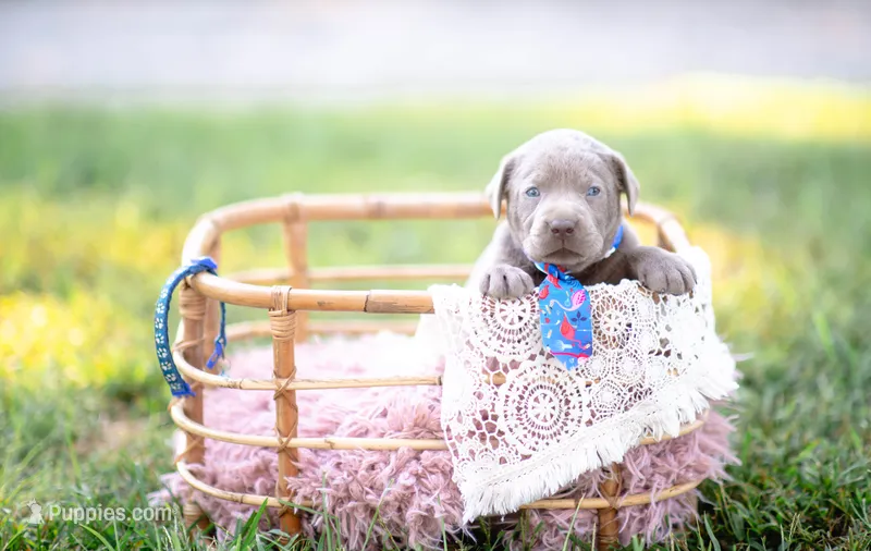 AKC blue – Labrador Retriever puppy for sale in Knox City, MO