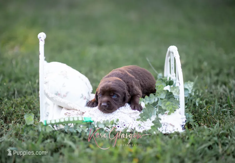 AKC green – Labrador Retriever puppy for sale in Knox City, MO