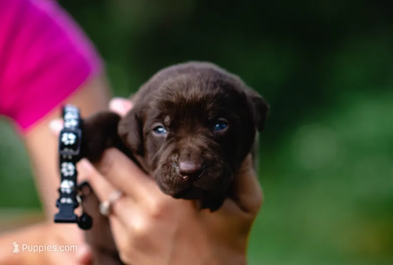 AKC black – Labrador Retriever puppy for sale in Knox City, MO