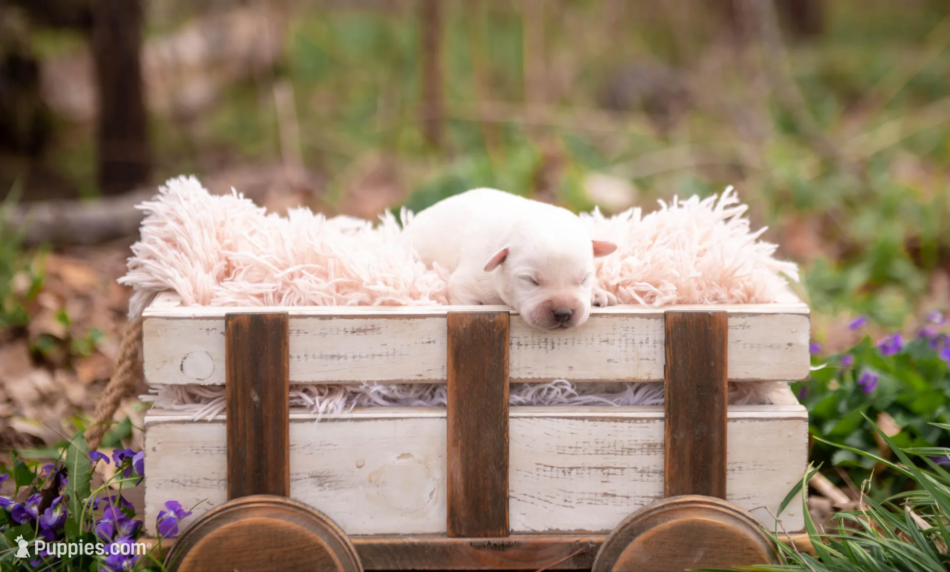 AKC-1ST PICK MALE, a male Labrador Retriever for sale in Knox City, MO – Photo 1 of 10