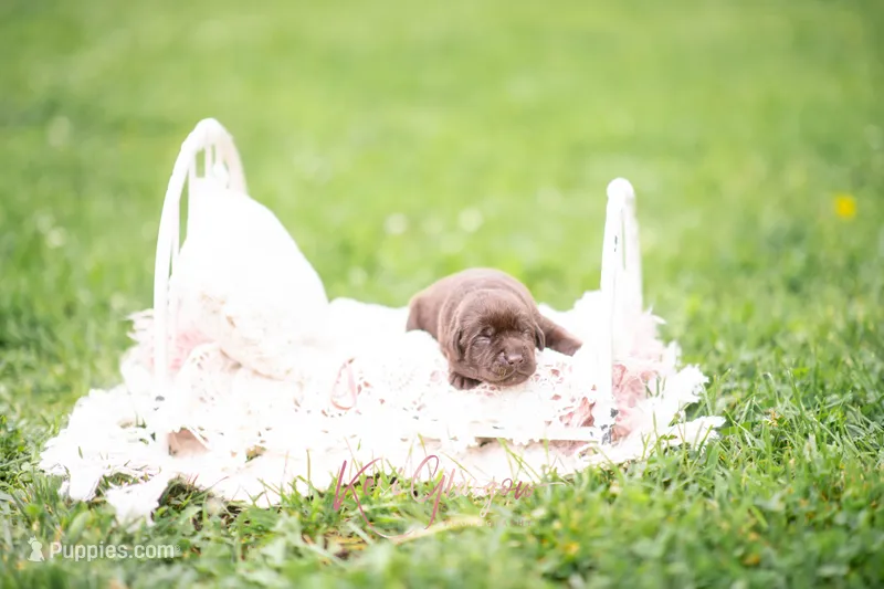 AKC no collar  – Labrador Retriever puppy for sale in Knox City, MO