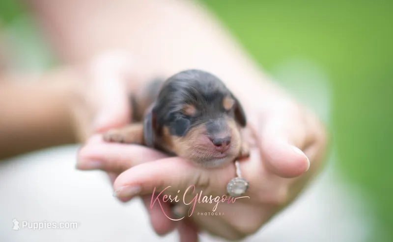 Jensen – Miniature Dachshund puppy for sale in Knox City, MO