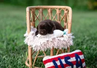 AKC Teal , a male Labrador Retriever for sale in Knox City, MO – 2 of 6