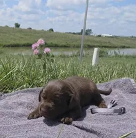 Grey AKC, a female Labrador Retriever for sale in Knox City, MO – 2 of 2