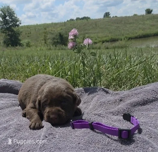 Purple AKC – Labrador Retriever puppy for sale in Knox City, MO