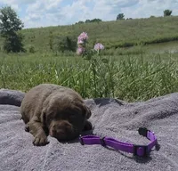 Purple AKC, a female Labrador Retriever for sale in Knox City, MO – 1 of 2