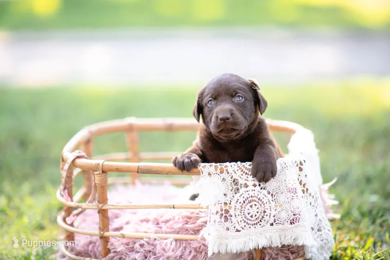 Akc pink  – Labrador Retriever puppy for sale in Knox City, MO