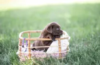 AKC PURPLE 2, a female Labrador Retriever for sale in Knox City, MO – 2 of 2