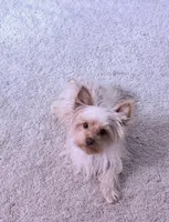 Milo, a male Yorkshire Terrier for sale in Charlotte, NC – 3 of 3