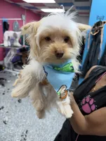 Milo, a male Yorkshire Terrier for sale in Charlotte, NC – 2 of 3