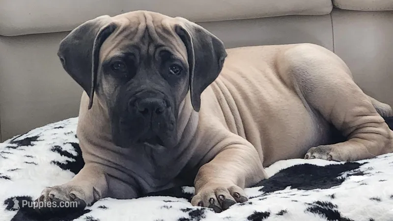 Tater, a male Boerboel for sale in Chandler, AZ – Photo 1 of 7