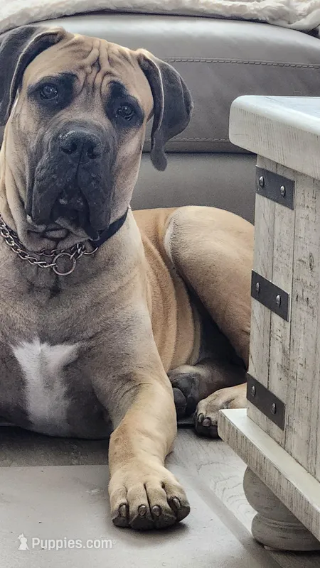 Tater – Boerboel puppy for sale in Chandler, AZ