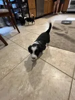 bijou, a male Border Collie for sale in Raleigh, NC – 10 of 12
