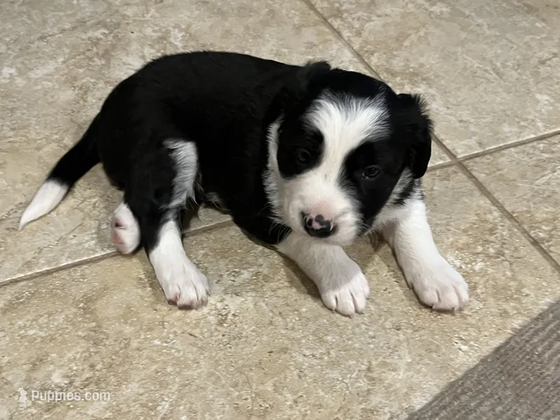bijou – Border Collie puppy for sale in Raleigh, NC