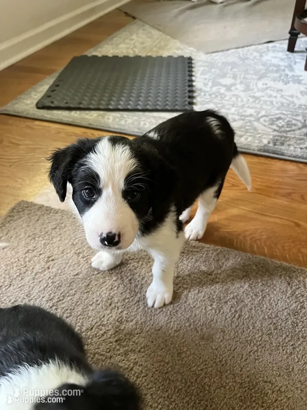 bijou – Border Collie puppy for sale in Raleigh, NC