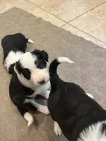 bijou, a male Border Collie for sale in Raleigh, NC – 6 of 12
