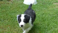 bijou, a male Border Collie for sale in Raleigh, NC – 6 of 10
