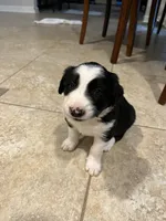 bijou, a male Border Collie for sale in Raleigh, NC – 7 of 12