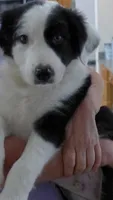 bijou, a male Border Collie for sale in Raleigh, NC – 2 of 10