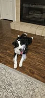 bijou, a male Border Collie for sale in Raleigh, NC – 2 of 12
