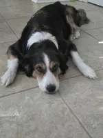bijou, a male Border Collie for sale in Raleigh, NC – 3 of 12