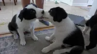 bijou, a male Border Collie for sale in Raleigh, NC – 3 of 10