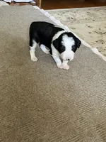 bijou, a male Border Collie for sale in Raleigh, NC – 11 of 12