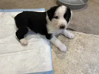 bijou, a male Border Collie for sale in Raleigh, NC – 8 of 12