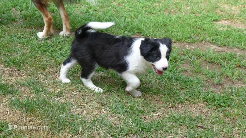 bijou – Border Collie puppy for sale in Raleigh, NC
