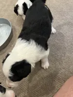 bijou, a male Border Collie for sale in Raleigh, NC – 12 of 12