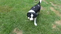 bijou, a male Border Collie for sale in Raleigh, NC – 7 of 10