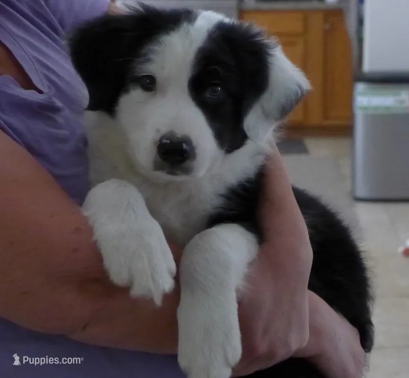 bijou – Border Collie puppy for sale in Raleigh, NC