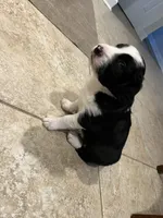 bijou, a male Border Collie for sale in Raleigh, NC – 9 of 12