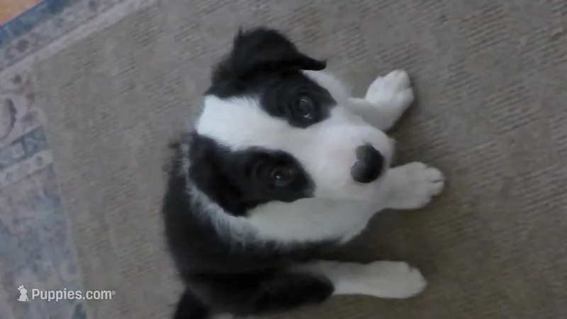 bijou – Border Collie puppy for sale in Raleigh, NC