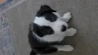 bijou, a male Border Collie for sale in Raleigh, NC – 1 of 10